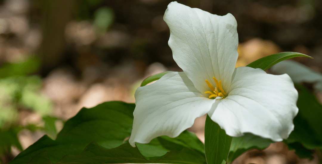 richmond hill plumber